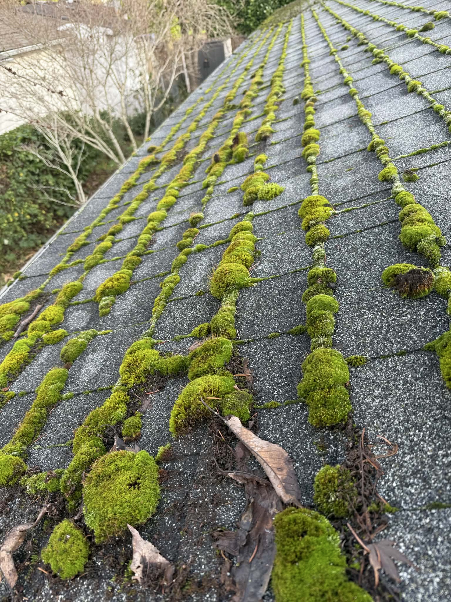 Moss removal from Portland home roof