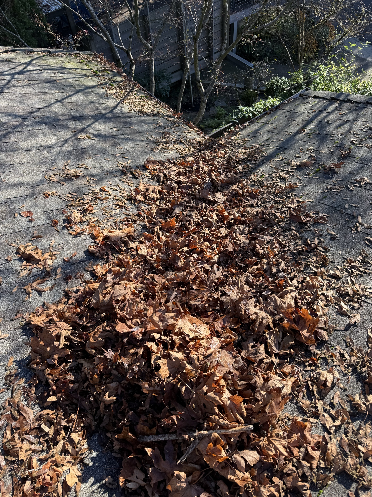 Before: moss-covered roof